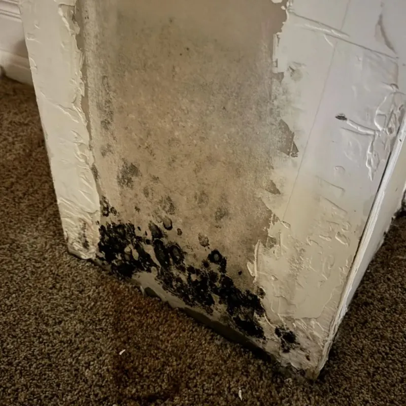 Professional Mold Removal in Wintersville, OH